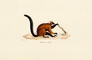 Lemur czerwonolicy autorstwa Jacques Christophe Werner