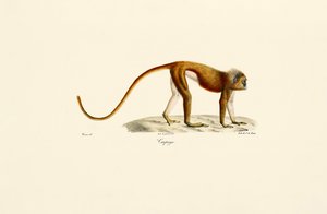 Loris czerwony smukły (Loris tardigradus) autorstwa Jacques Christophe Werner