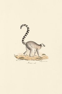  autorstwa Jacques Christophe Werner