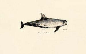 Delfin Risso autorstwa Jacques Christophe Werner