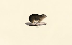 Rock Hyrax autorstwa Jacques Christophe Werner