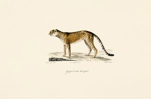 Senegal Gepard autorstwa Jacques Christophe Werner