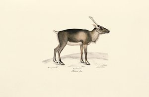 Jeleń syberyjski piżmowy (Moschus moschiferus) autorstwa Jacques Christophe Werner