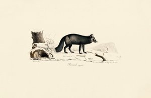 Silver Fox autorstwa Jacques Christophe Werner