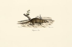 Mała mangusta azjatycka autorstwa Jacques Christophe Werner