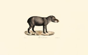 Tapir południowoamerykański autorstwa Jacques Christophe Werner