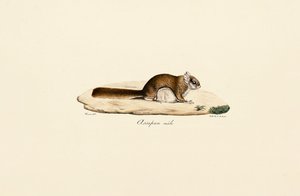 Latająca wiewiórka południowa (samiec) autorstwa Jacques Christophe Werner