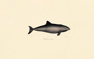 Delfin wielorybi południowy autorstwa Jacques Christophe Werner