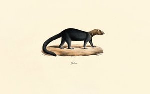 Tayra autorstwa Jacques Christophe Werner