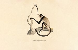  autorstwa Jacques Christophe Werner