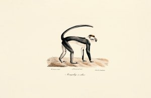 Mangusta białolica (Cercocebus torquatus) autorstwa Jacques Christophe Werner