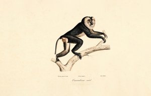 Mangabey białolicy (samiec) autorstwa Jacques Christophe Werner