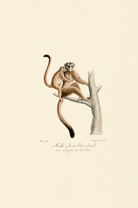 Mangusta białoczelna z młodymi autorstwa Jacques Christophe Werner