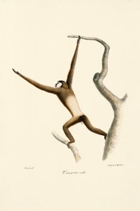Gibbon białoręki (Hylobates lar) autorstwa Jacques Christophe Werner