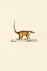 White-nosed Coati (samiec) autorstwa Jacques Christophe Werner