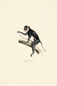  autorstwa Jacques Christophe Werner