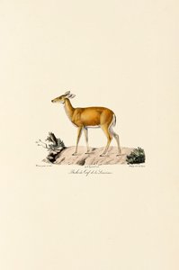Sarna z białym ogonem autorstwa Jacques Christophe Werner