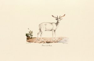 Wariant daniela białego autorstwa Jacques Christophe Werner