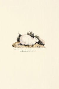  autorstwa Jacques Christophe Werner