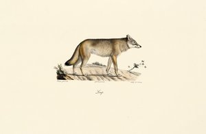 Wilk (Canis lupus) autorstwa Jacques Christophe Werner