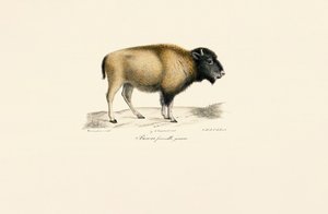 Młode żubry amerykańskie autorstwa Jacques Christophe Werner