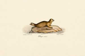  autorstwa Jacques Christophe Werner