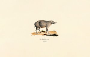Młody samiec Babirusa autorstwa Jacques Christophe Werner