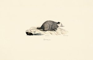 Młody opos autorstwa Jacques Christophe Werner