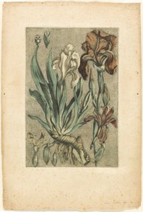 Iris Florentina, z Collection des plantes usuelles, curieuses, et étrangères autorstwa Jacques Fabien Gautier d
