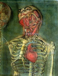Gardło i serce, płyta z "Anatomii wnętrzności", rozcięta, namalowana i rytowana przez Gautiera, 1745 (kolorowy grawerunek)