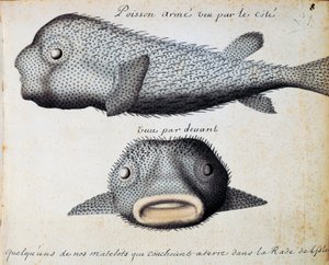 Armored Fish, widok z przodu i z boku, wyspa Sao Vicente, Republika Zielonego Przylądka, akwarela z dziennika pokładowego Jacquesa Gouina de Beauchesne (1652-1730), kapitan Compagnie Royale de la Mer du Sud, od 1698 do 1701, Francja