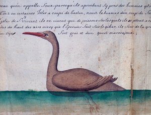 Ptak zwany Foux (Booby), wyspa Sao Vicente, Wyspy Zielonego Przylądka, akwarela z dziennika pokładowego Jacquesa Gouina de Beauchesne (1652-1730), kapitan Compagnie Royale de la Mer du Sud, od 1698 do 1701, Francja