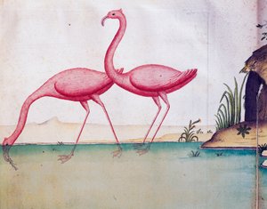 Różowe flamingi, Wyspy Galapagos, akwarela z dziennika pokładowego Jacques Gouin de Beauchesne (1652-1730), kapitan Compagnie royale de la Mer du Sud, od 1698 do 1701, Francja