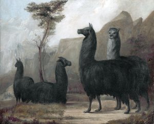 Alpaki autorstwa Jacques Laurent Agasse