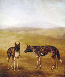 Dwa afrykańskie psy myśliwskie (olej na płótnie) autorstwa Jacques Laurent Agasse