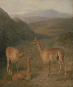 Wikunas autorstwa Jacques Laurent Agasse