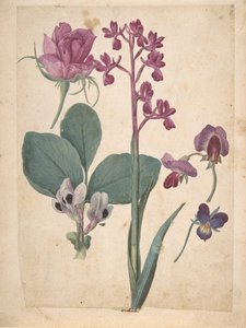 Arkusz Studiów Kwiatów: Róża, Serce, Groszek, Groszek..., XVI wiek. autorstwa Jacques Le Moyne