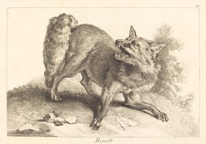 Renard (Lis)
