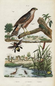 Krogulec, jętka i pszczoła.,1834-1839 (grafika)