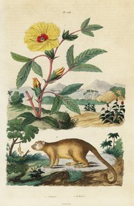 Kinkajou i Roselle.