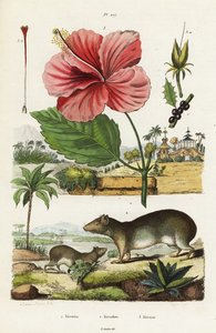 Cavy rock i chiński hibiskus.