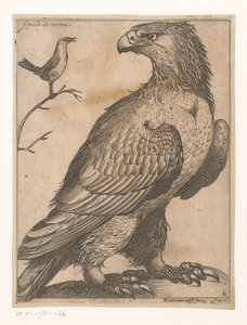 Orzeł Aquila de Corona (tytuł na obiekcie) Dziewięć ptaków (tytuł serii)