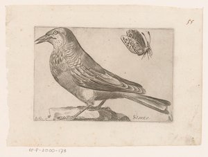 Szpak (Sturnus vulgaris) Storno (tytuł na obiekcie) Ptaki (tytuł serii)