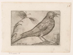 Szpak (Sturnus vulgaris) Storno (tytuł na obiekcie) Ptaki (tytuł serii)