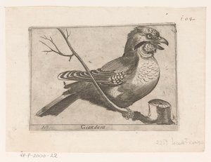 Sójka (Garrulus glandarius) Giandara (tytuł na obiekcie) Ptaki (tytuł serii)