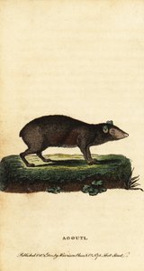 Gatunki Aguti, Dasyprocta. 1800 (grawerowanie)