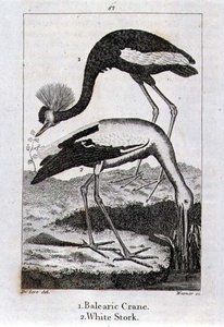 Balearic Crane and White Stork, z „History of the Earth and Animated Nature”, autorstwa Olivera Goldsmitha, opublikowanej w Londynie autorstwa Jacques de Seve