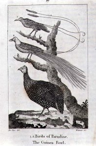Ptaki raju i perliczka, z „Historii Ziemi i przyrody ożywionej”, autorstwa Olivera Goldsmitha, opublikowanej w Londynie autorstwa Jacques de Seve