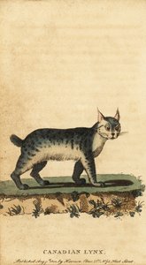 Ryś kanadyjski, Lynx canadensis., 1800 (ryty)