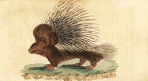 Jeżozwierz czubaty, Hystrix cristata., 1800 (rycina)